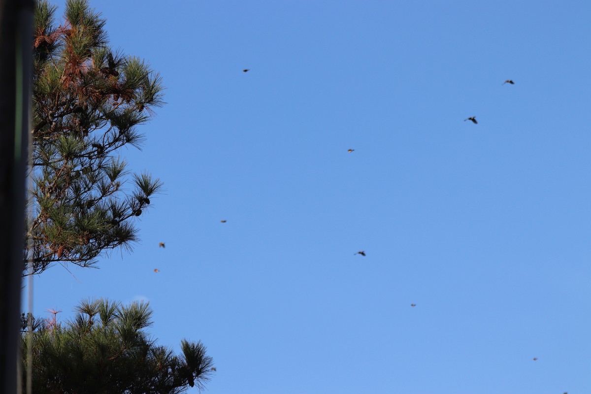 Göçmen Ardıç - ML645604433