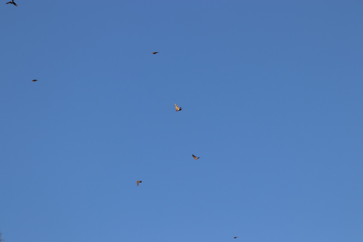 Göçmen Ardıç - ML645604434