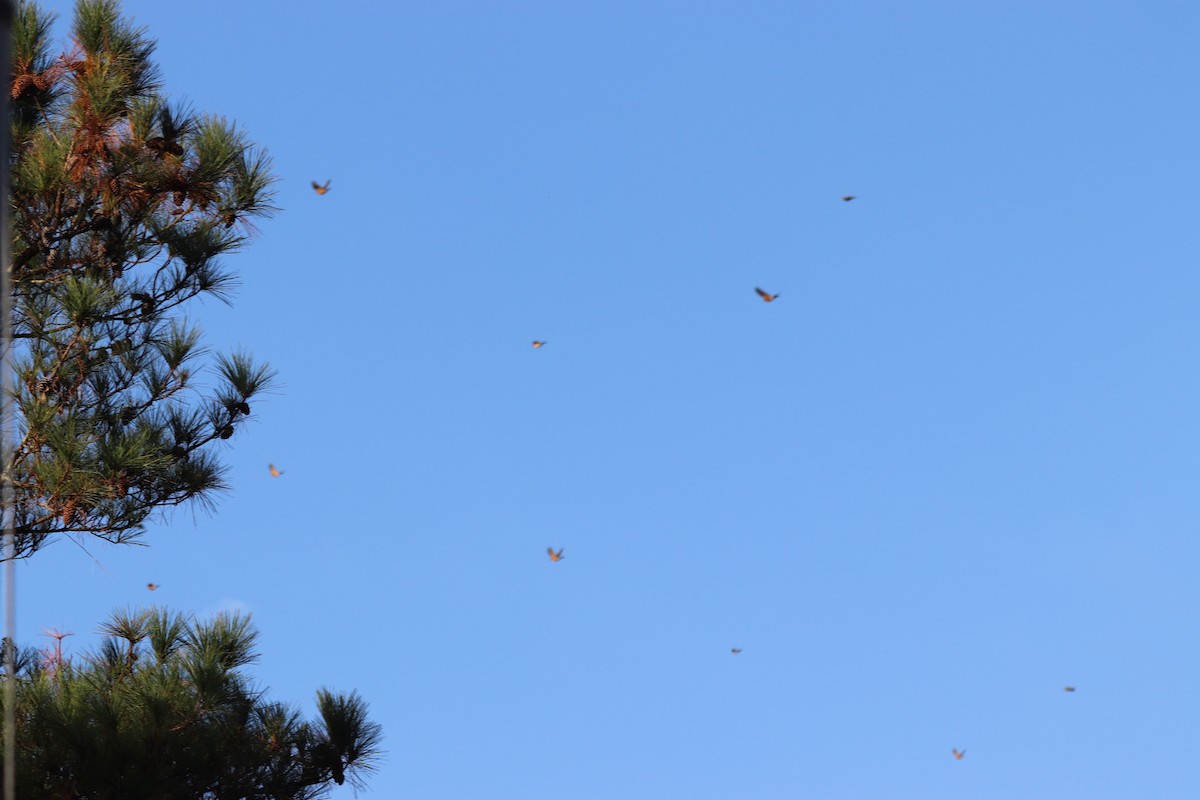 Göçmen Ardıç - ML645604435