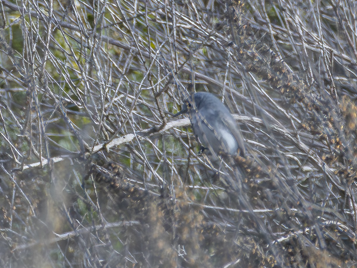 Gökrengi Bitkuşu - ML645604437