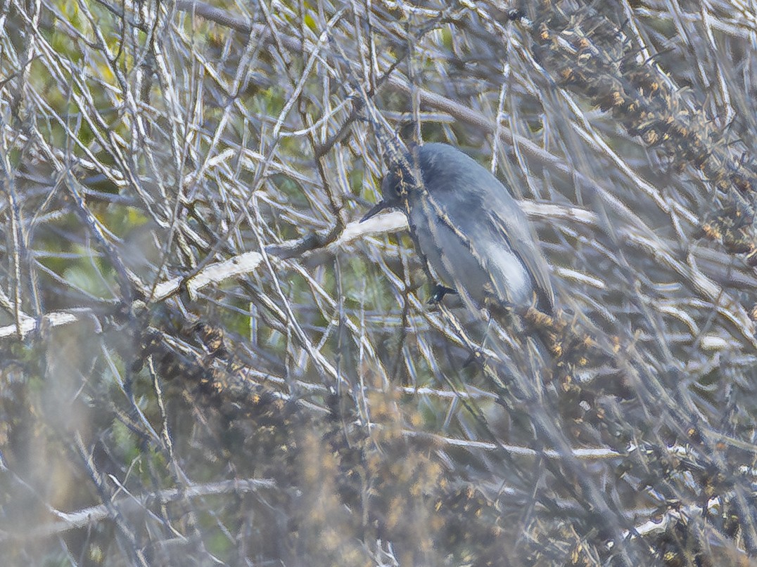 Gökrengi Bitkuşu - ML645604438