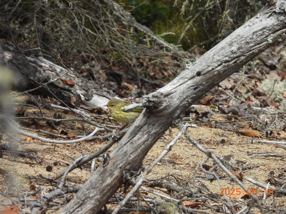 Kaplan Ötleğeni - ML645604441