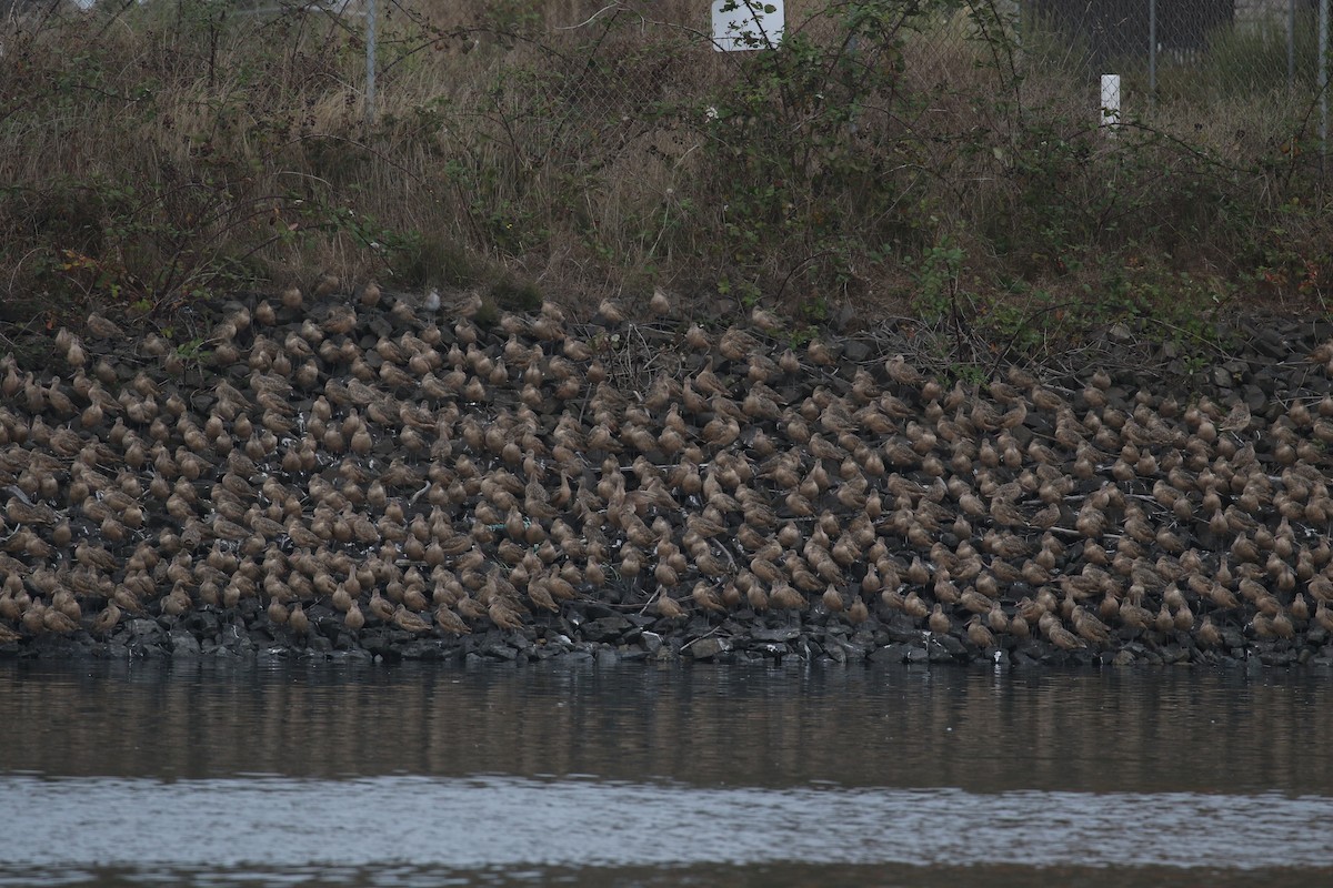 Ebruli Çamurçulluğu - ML645604442