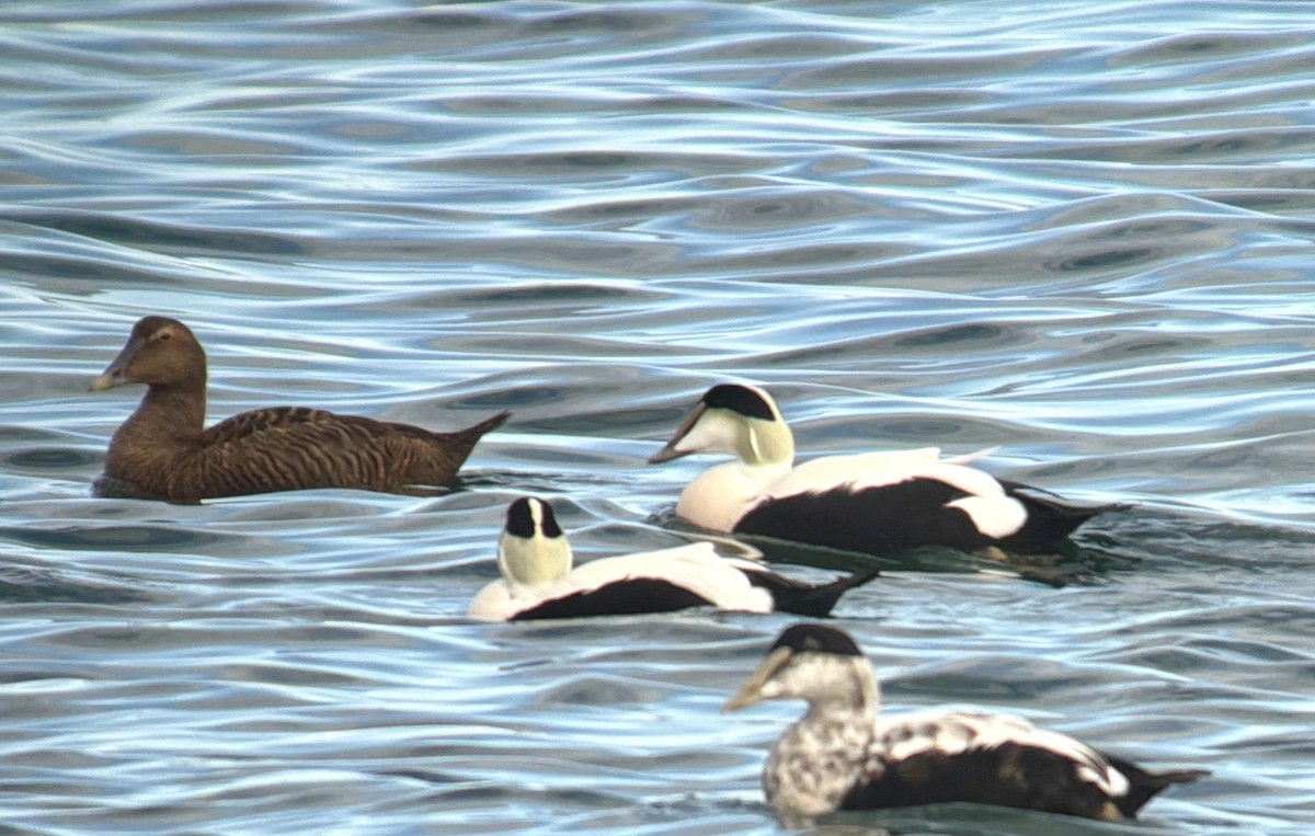 Common Eider - ML645604469