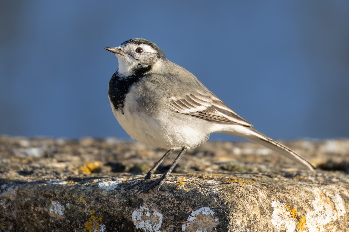 konipas bílý (ssp. yarrellii) - ML645604496