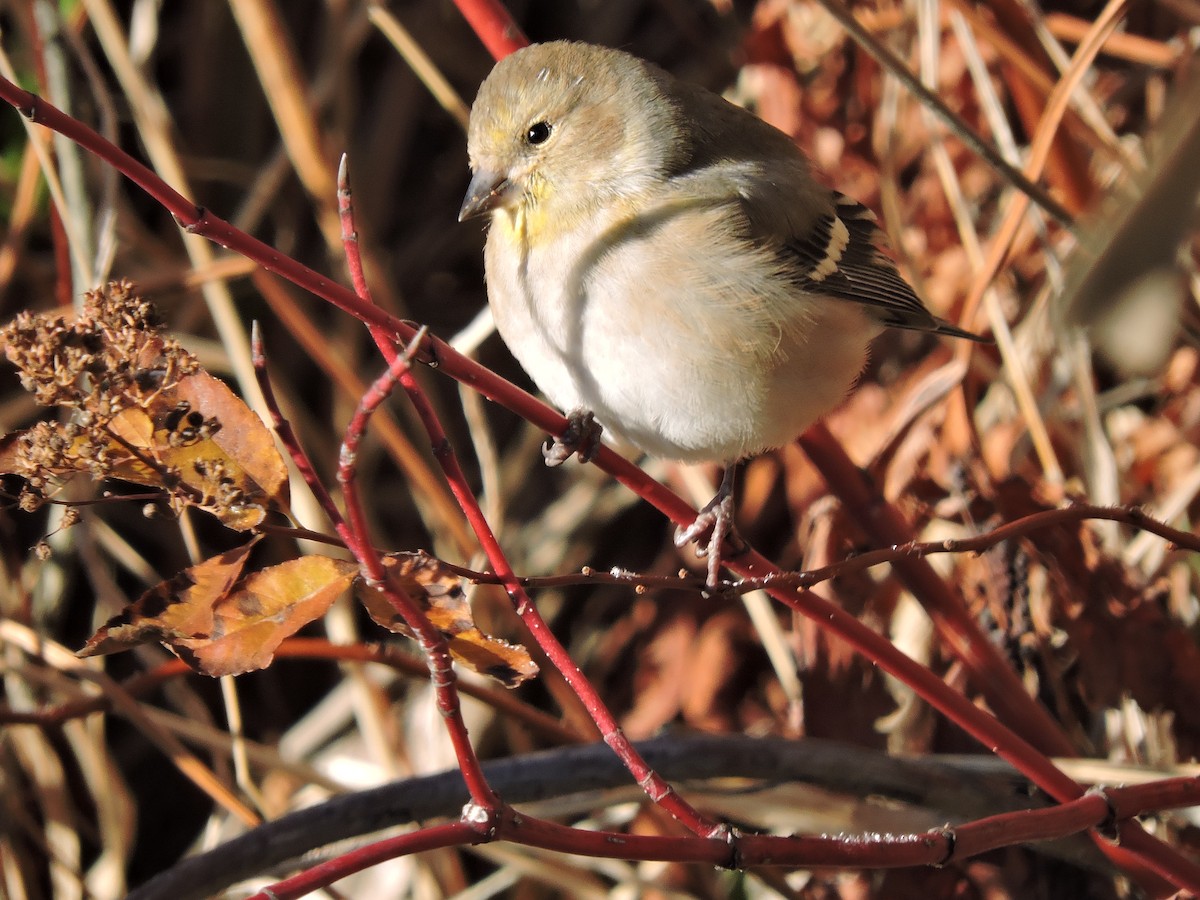 American Goldfinch - ML645604499