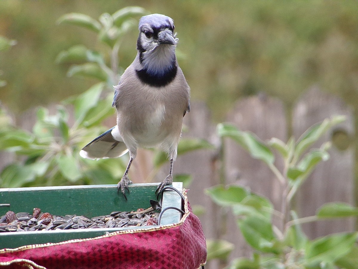 sojka chocholatá - ML645604503