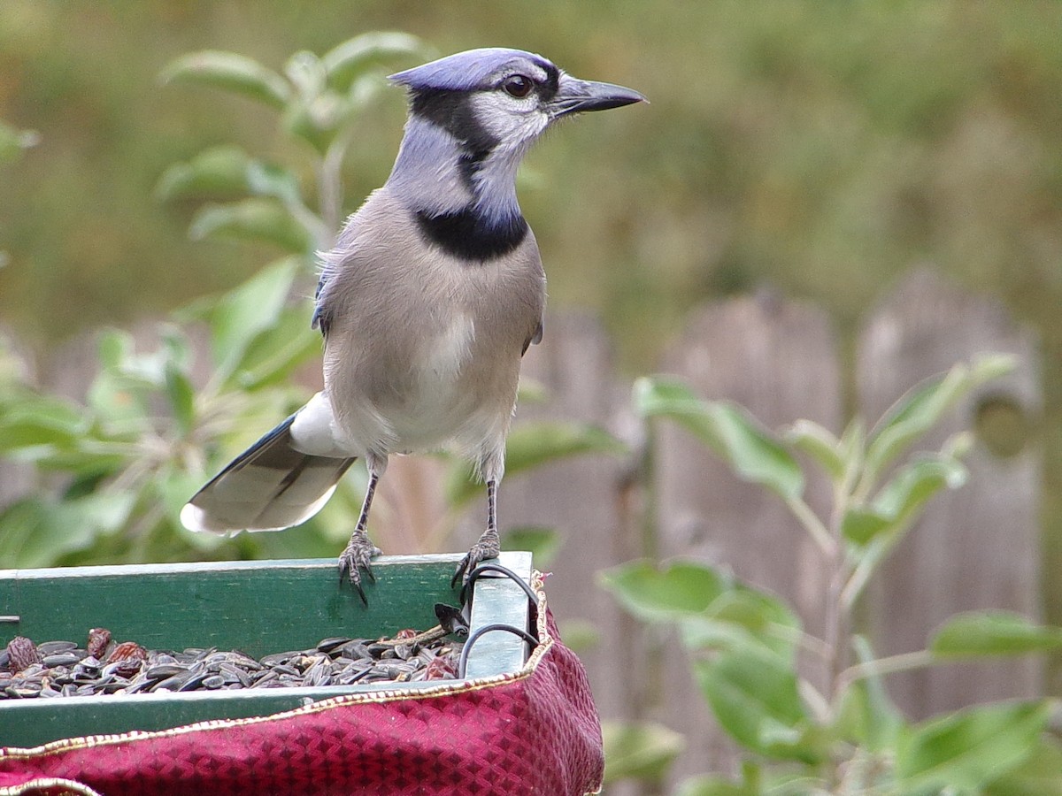 sojka chocholatá - ML645604504