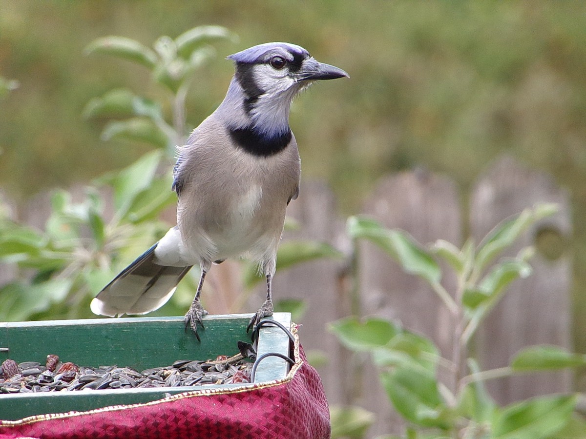 sojka chocholatá - ML645604506