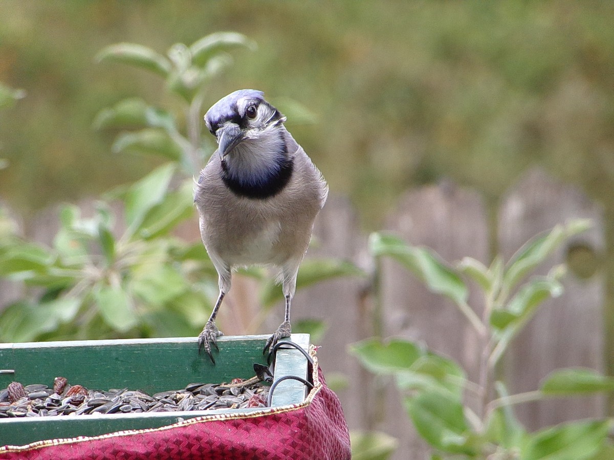 sojka chocholatá - ML645604507