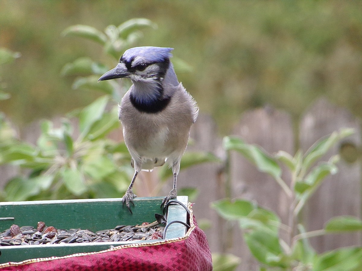 sojka chocholatá - ML645604508