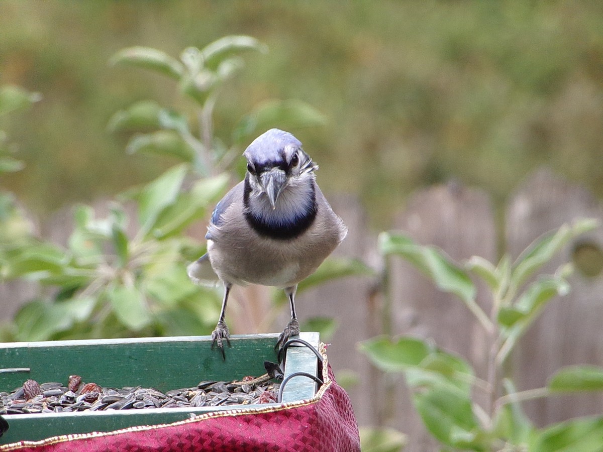 sojka chocholatá - ML645604509