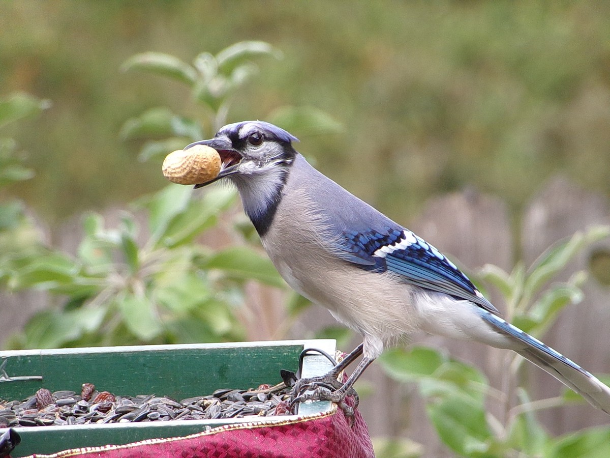 sojka chocholatá - ML645604510