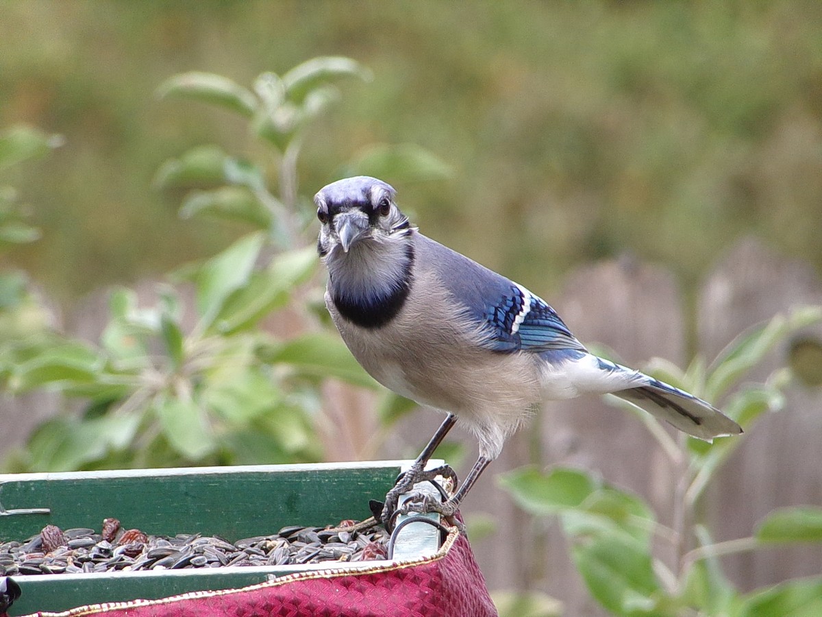 sojka chocholatá - ML645604511
