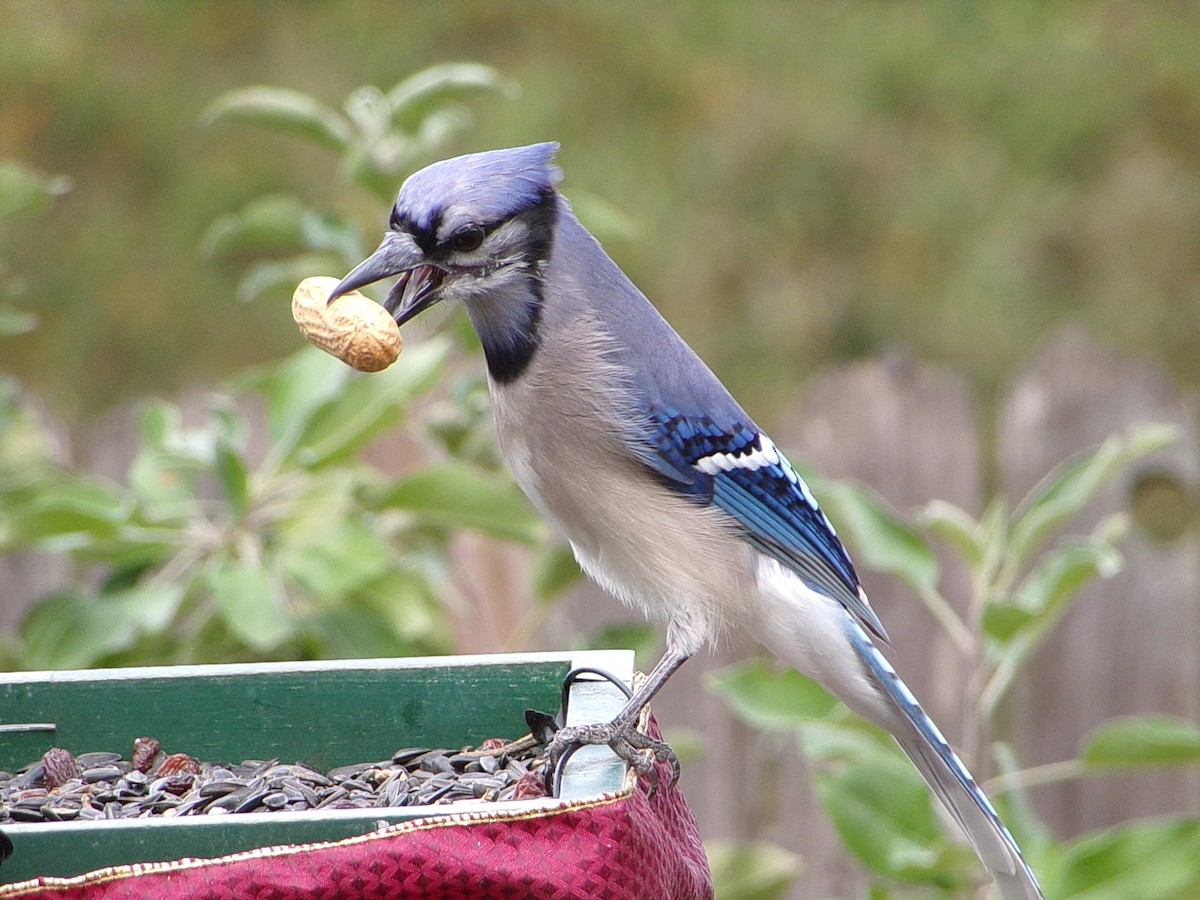 sojka chocholatá - ML645604512