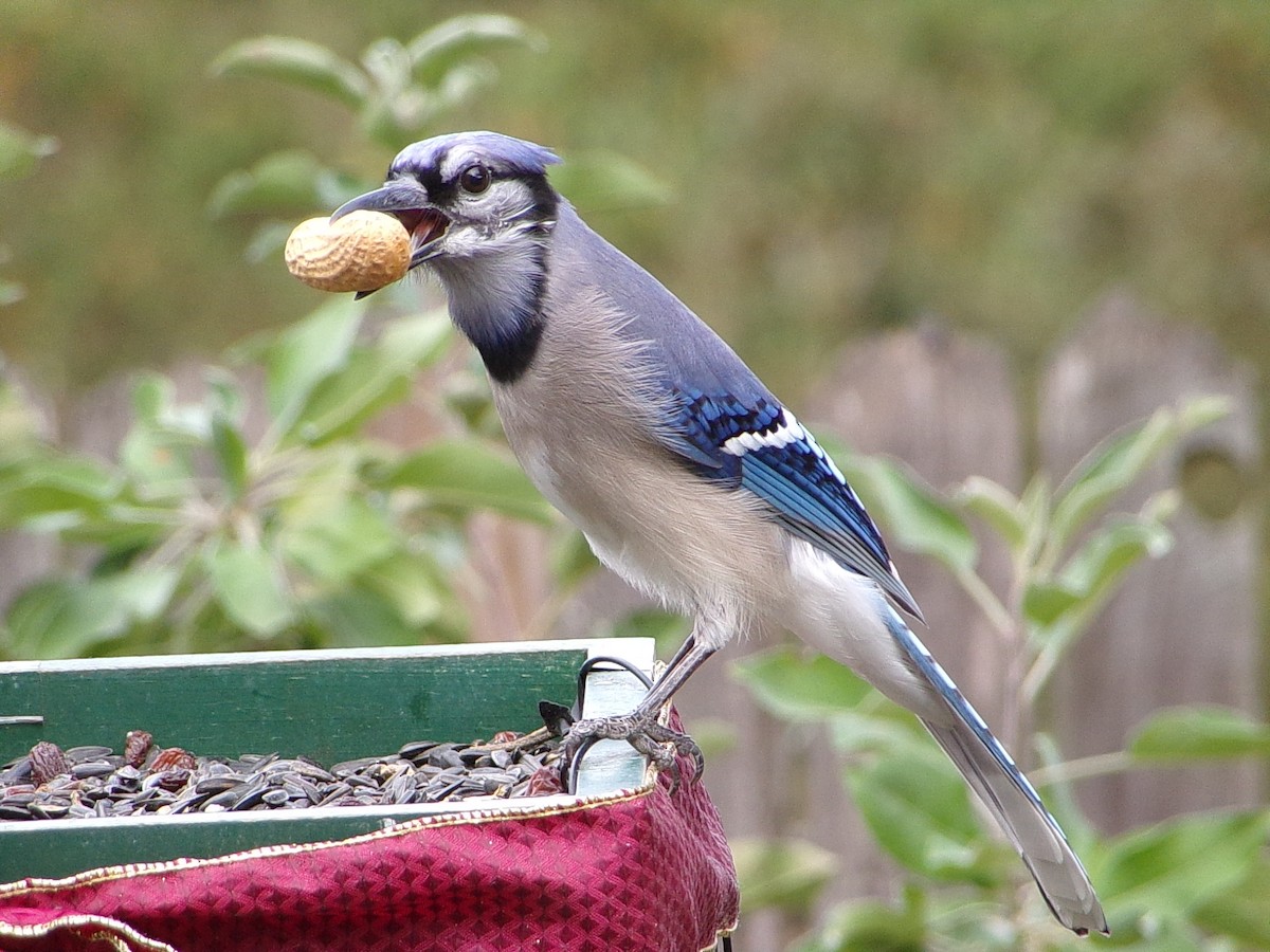 sojka chocholatá - ML645604513
