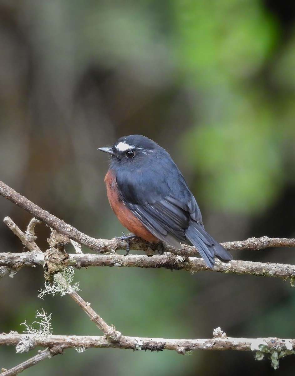 Chestnut-bellied Chat-Tyrant - ML645604517
