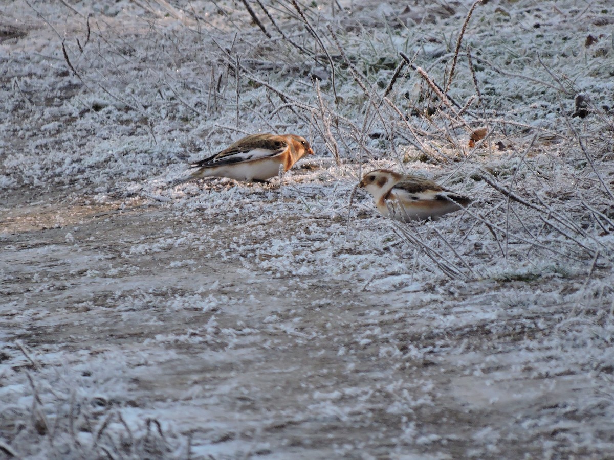 Zigolo delle nevi - ML645604530