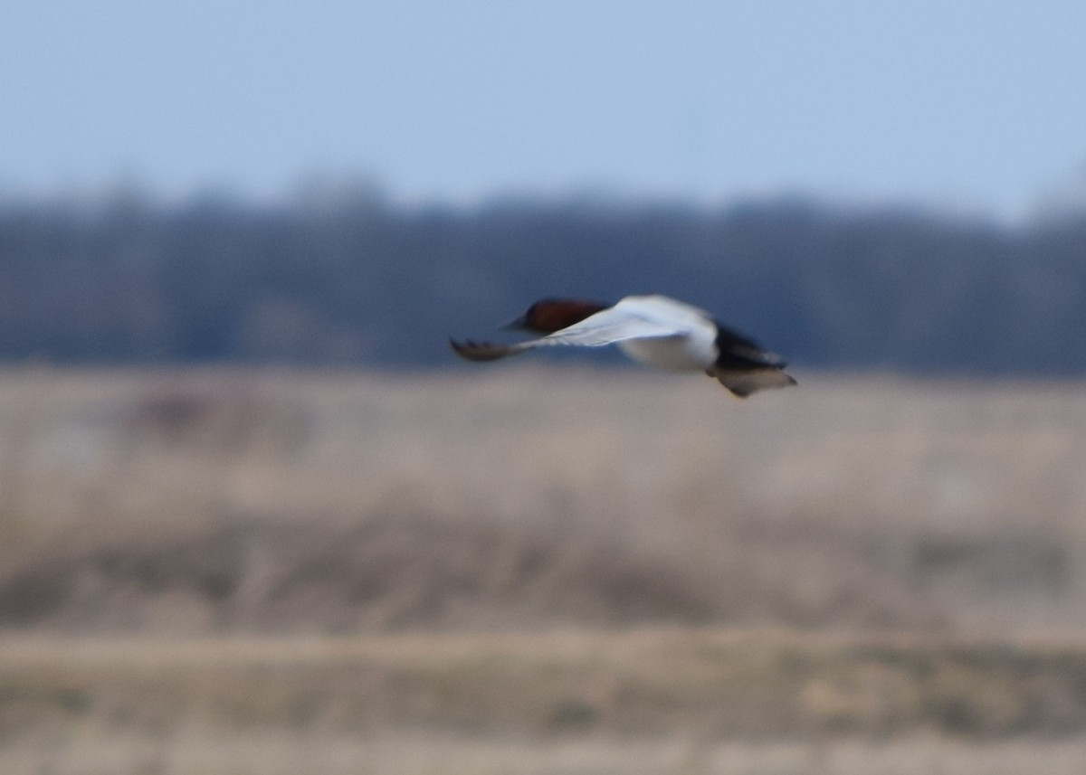 Murgilari bizkarzuria - ML645604533