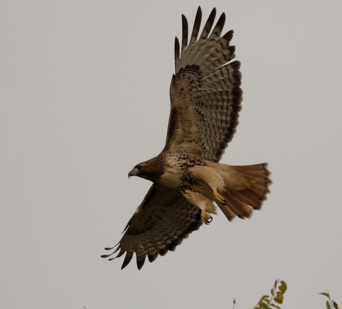 Poiana codarossa - ML645604543