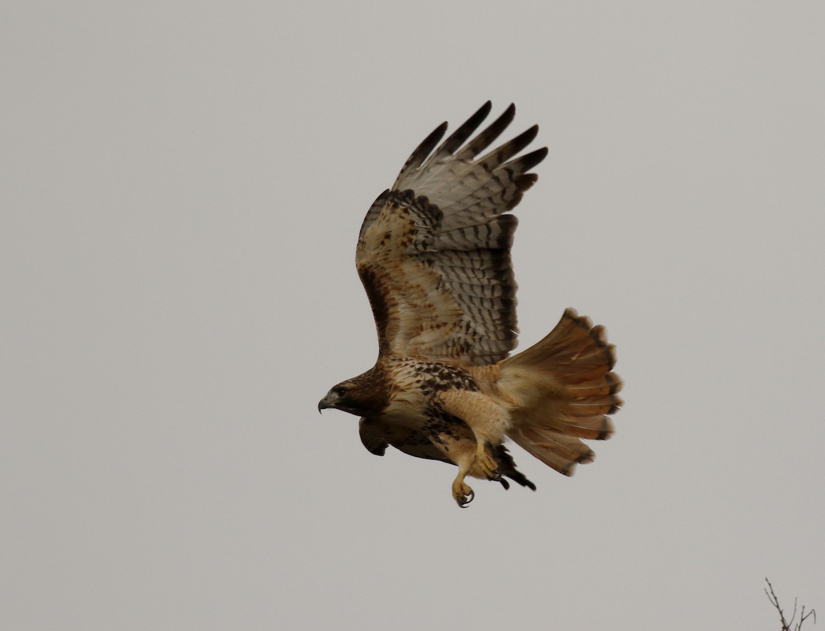 Poiana codarossa - ML645604544