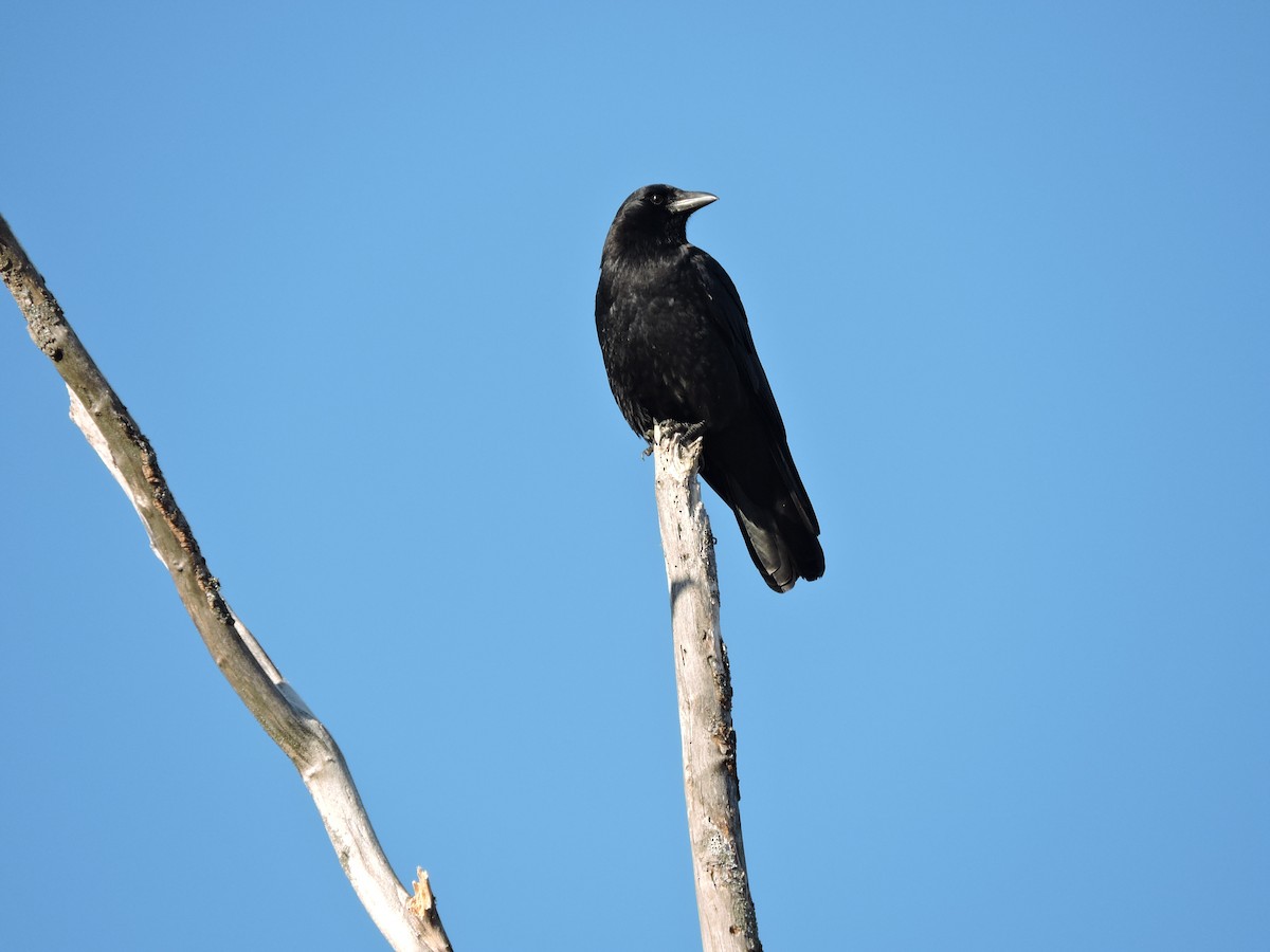 American Crow - ML645604545