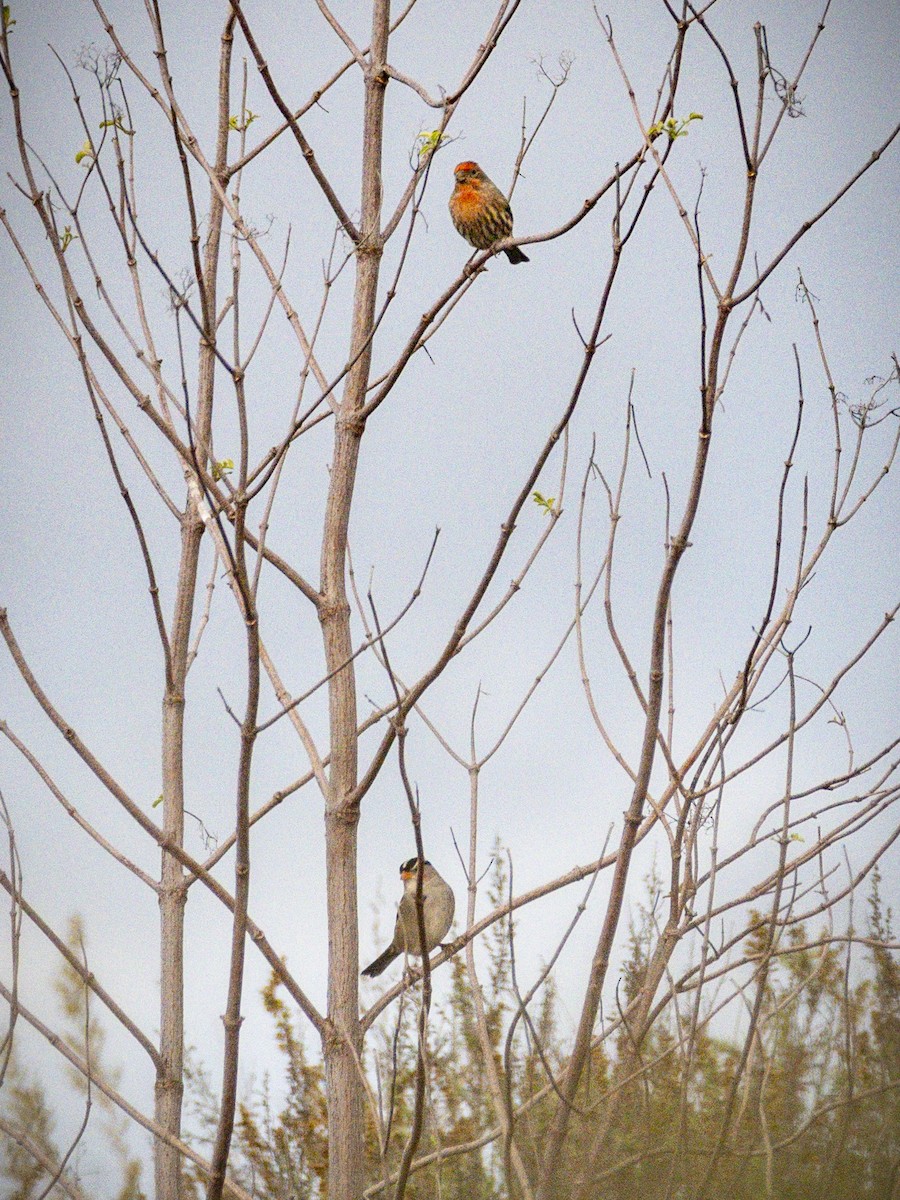 House Finch - ML645604550
