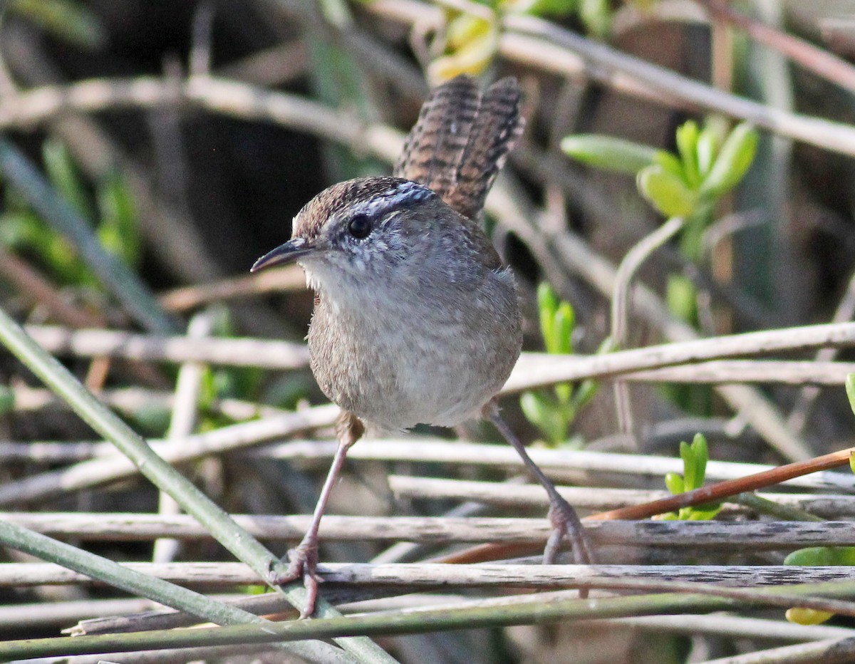 Marsh Wren - ML645604553
