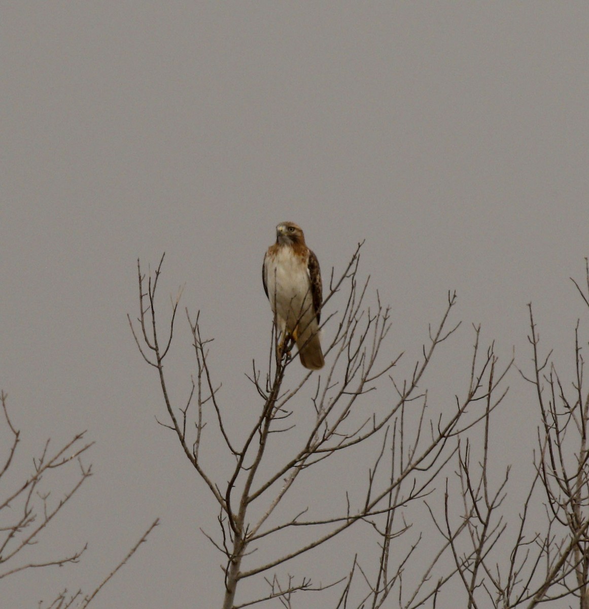 Poiana codarossa - ML645604574