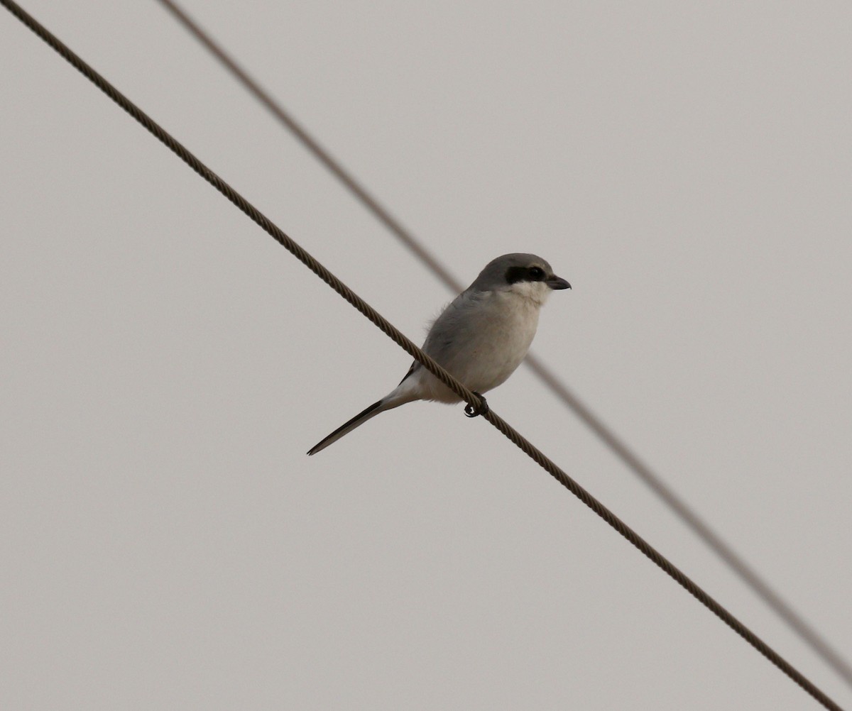 Loggerhead Shrike - ML645604576