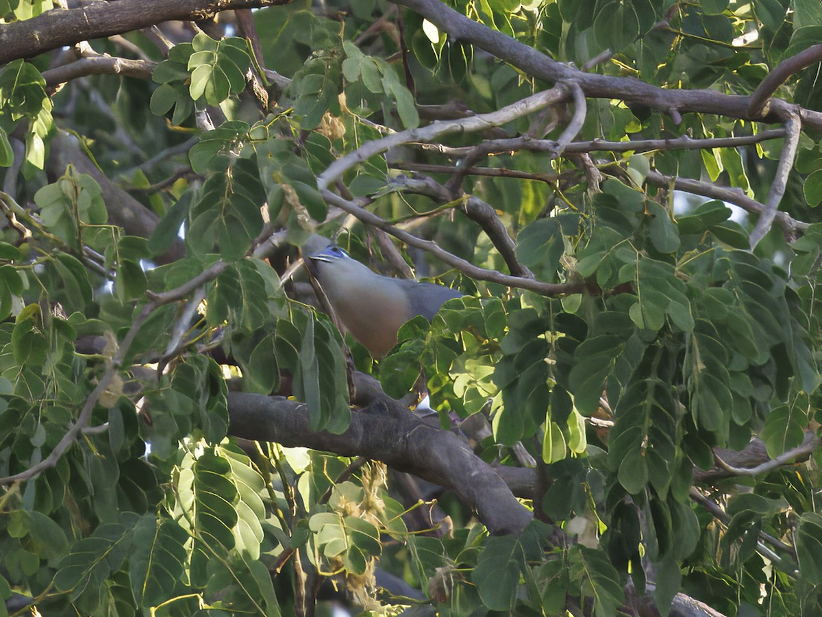 Crested Coua (Crested) - ML645604577