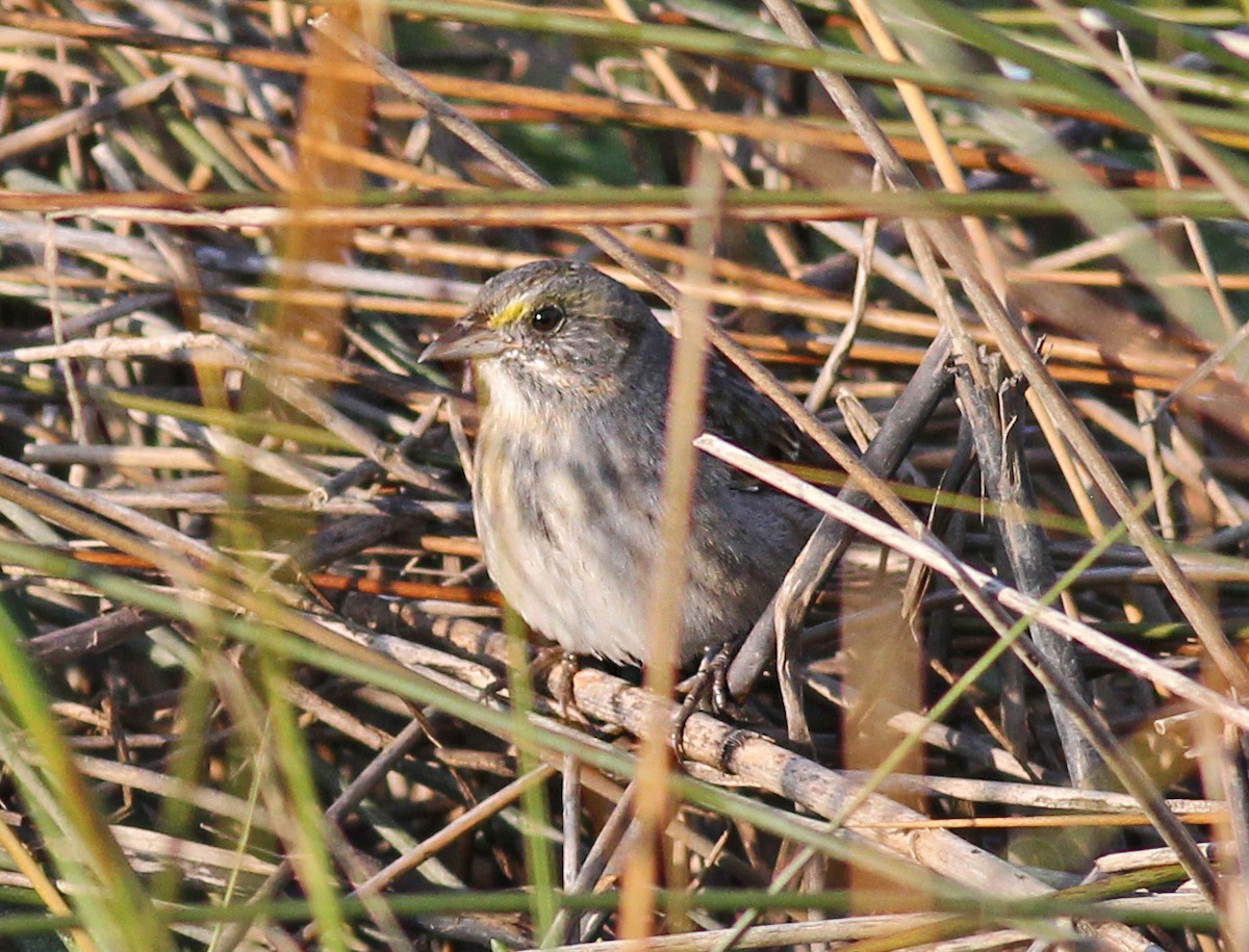 Seaside Sparrow - ML645604587