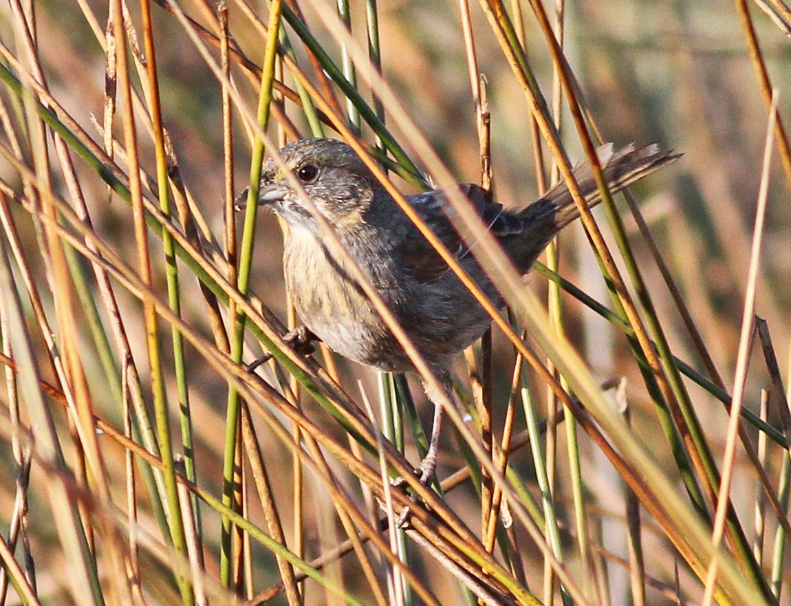 Seaside Sparrow - ML645604588