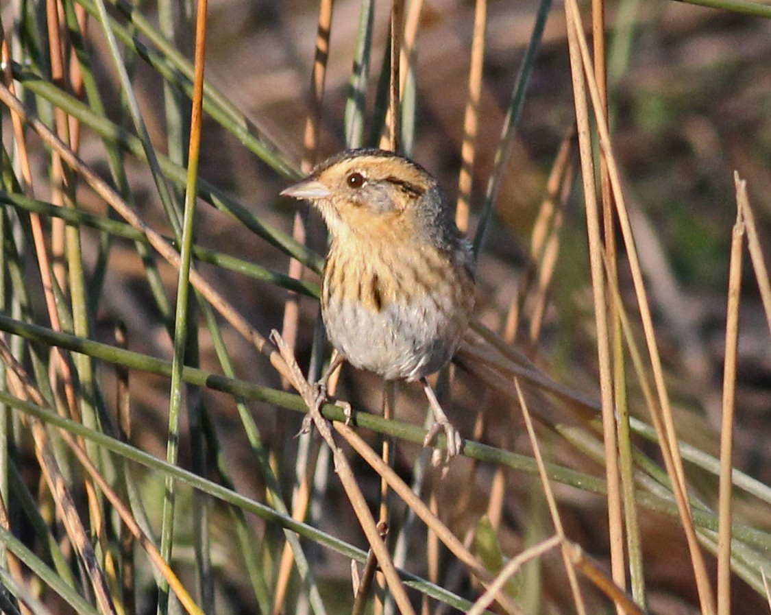 Nelson's Sparrow - ML645604596