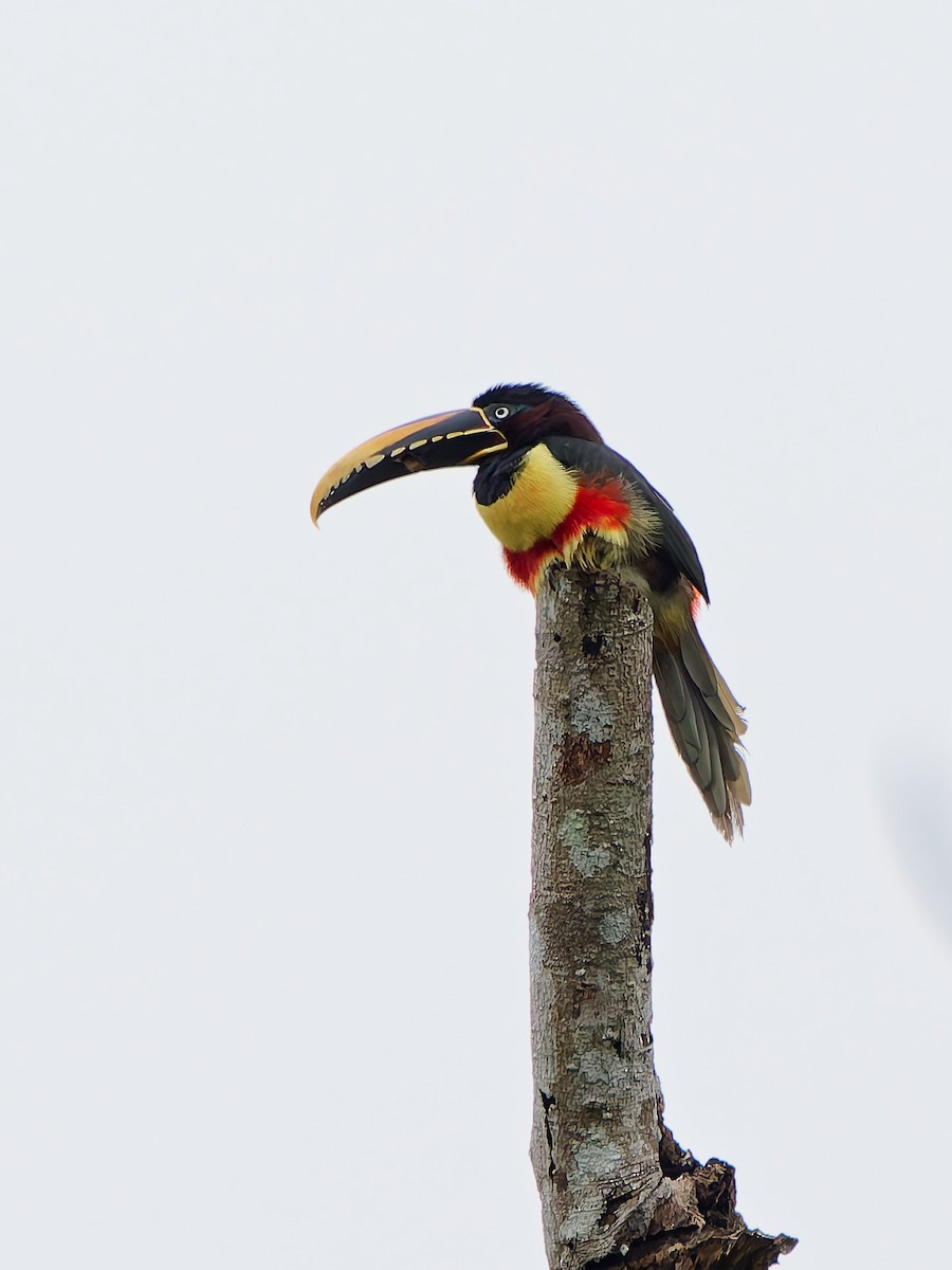 arassari hnědouchý - ML645604598