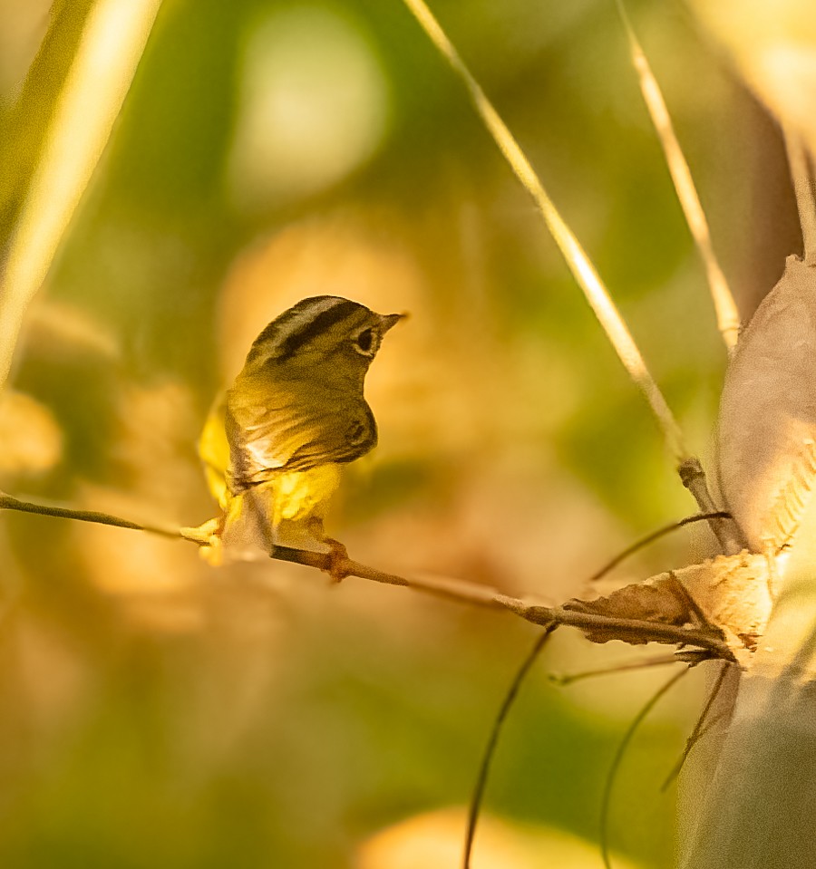 Green-crowned Warbler - ML645604607