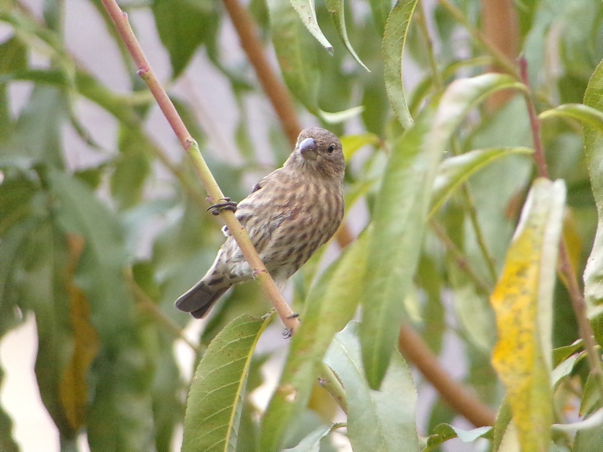 House Finch - ML645604614
