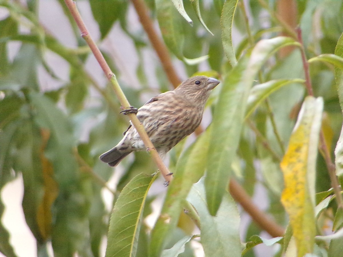 House Finch - ML645604615