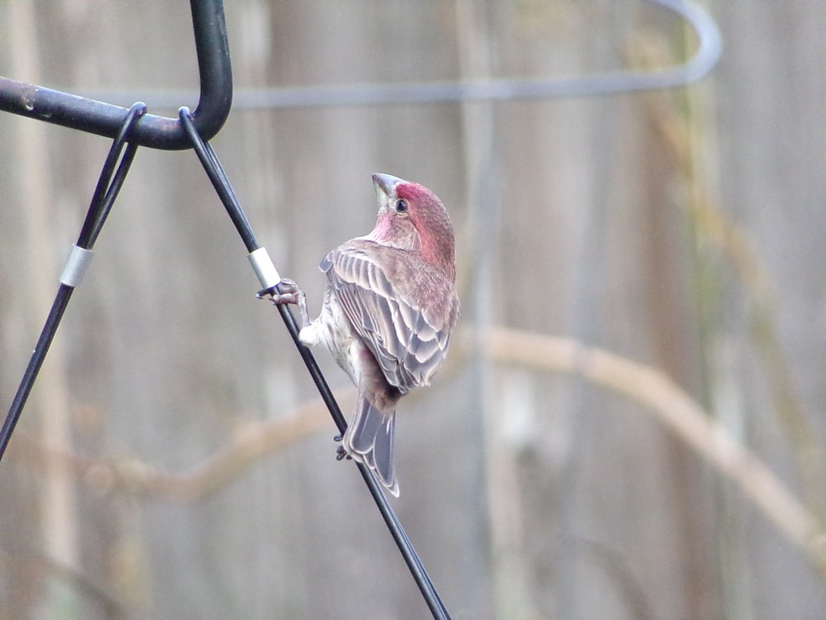 House Finch - ML645604616