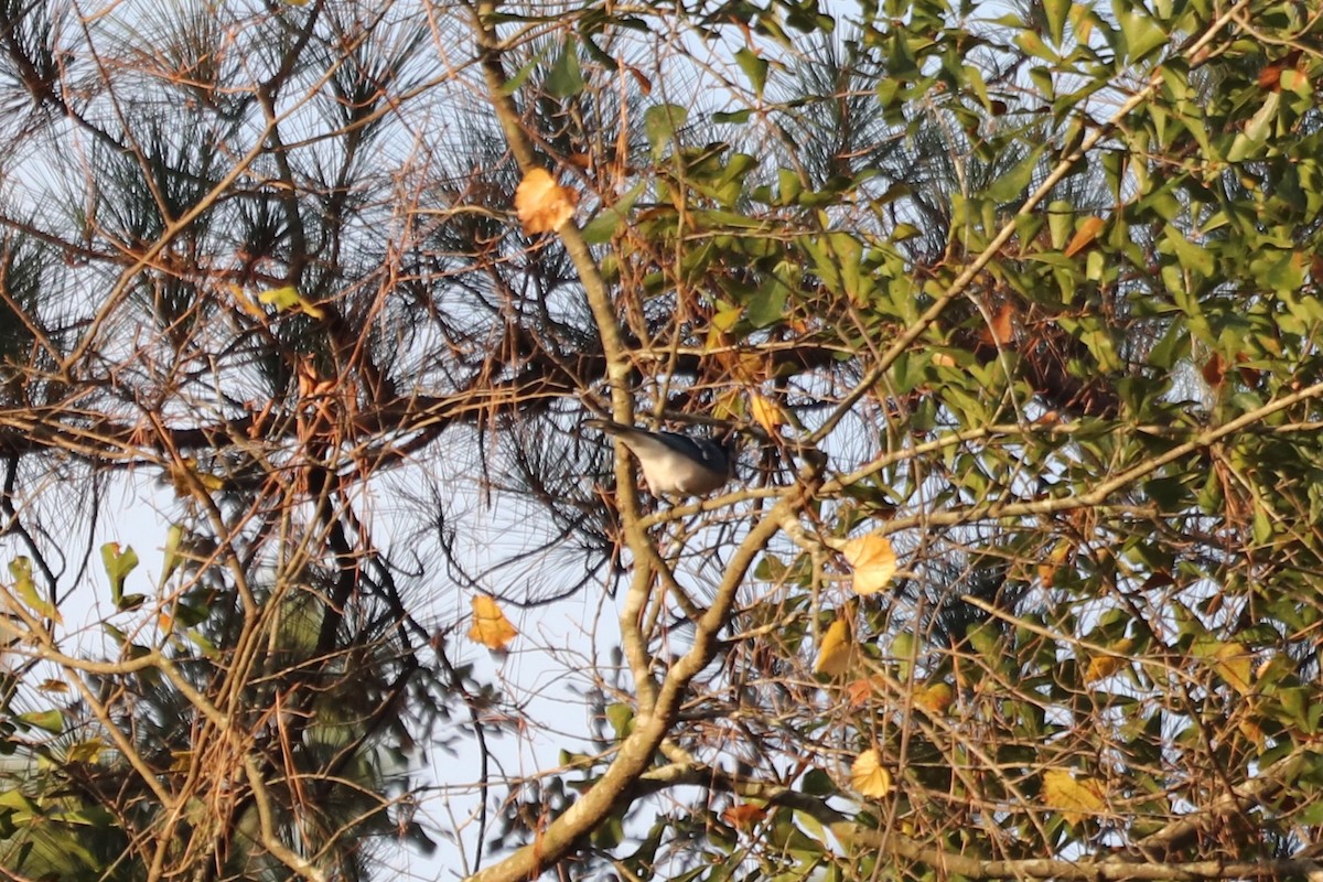 sojka chocholatá - ML645604644