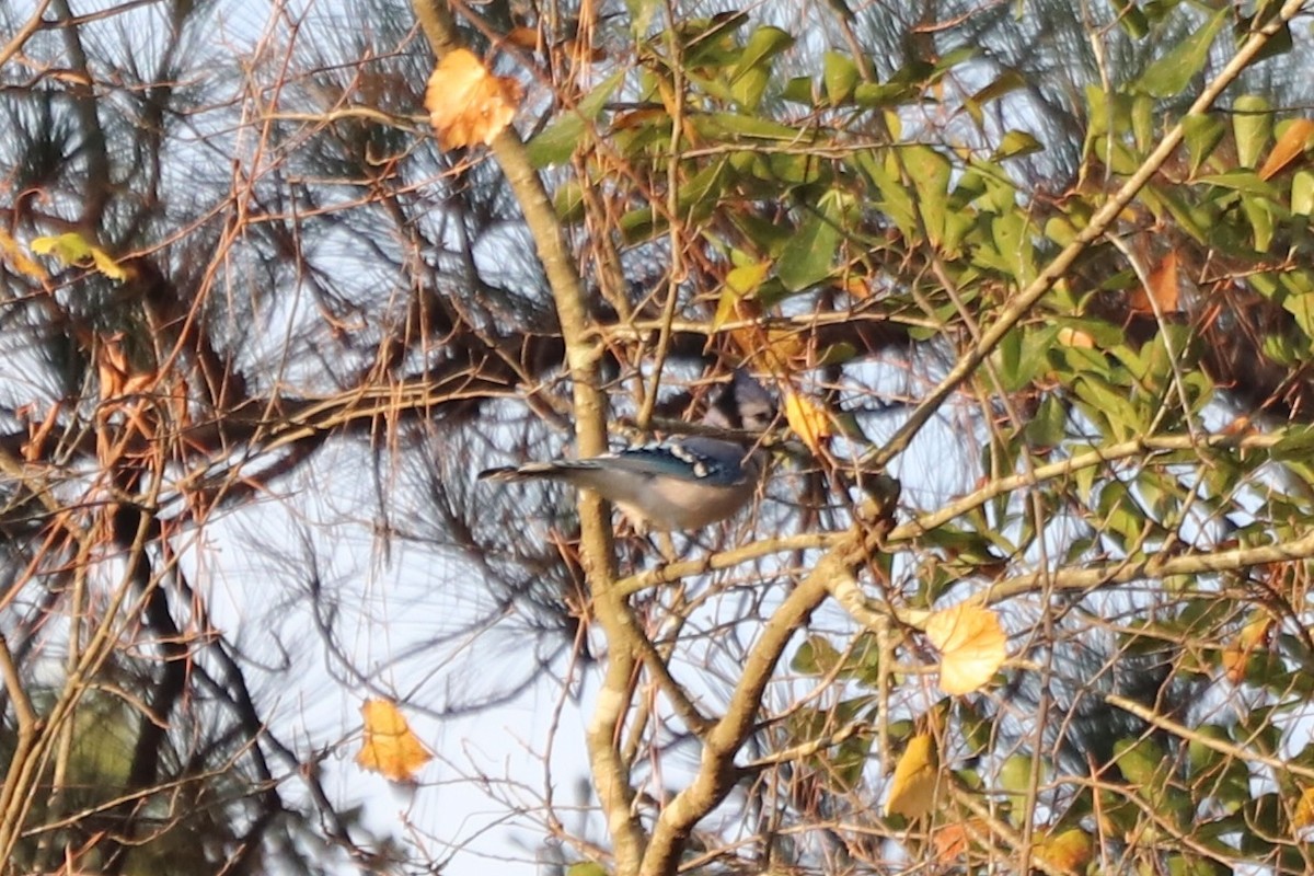 sojka chocholatá - ML645604645