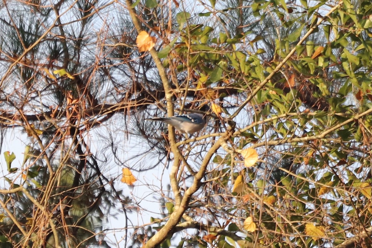 sojka chocholatá - ML645604646