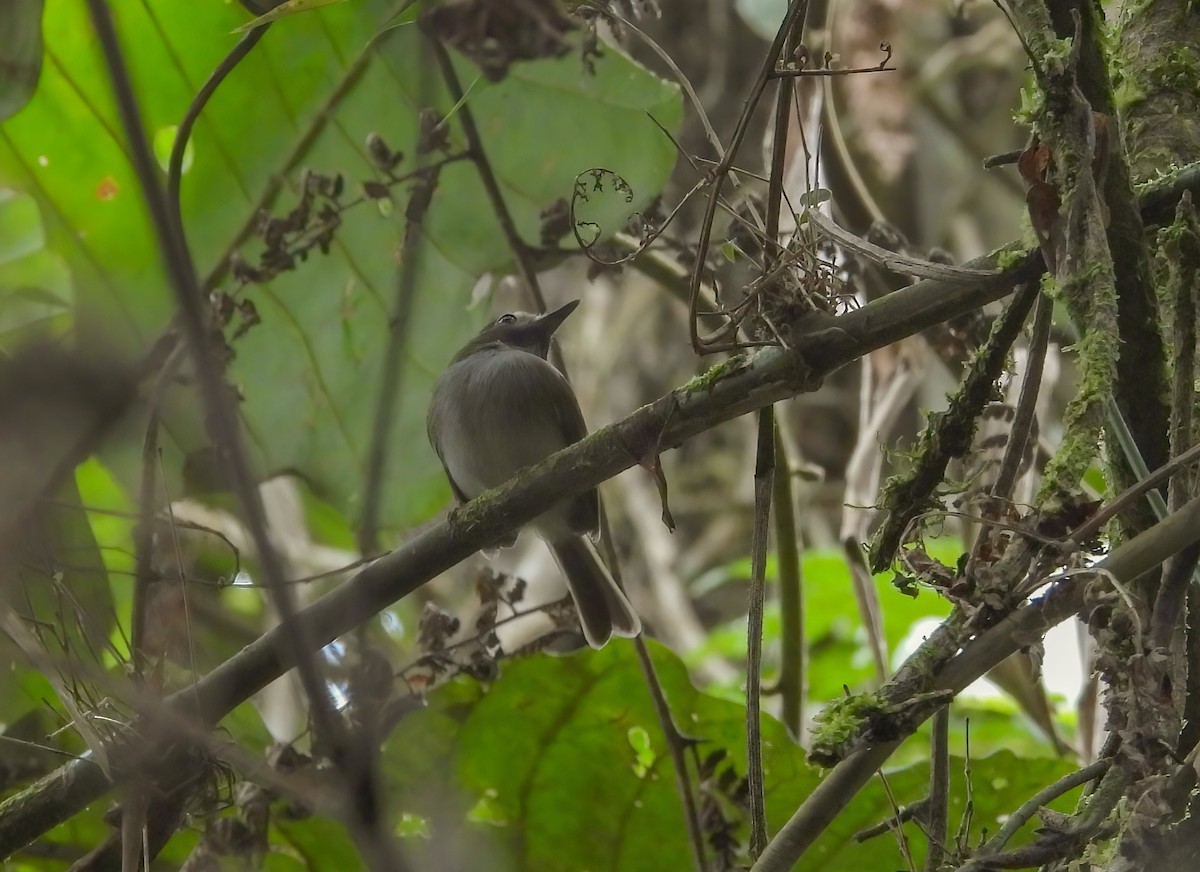 Black-throated Tody-Tyrant - ML645604648