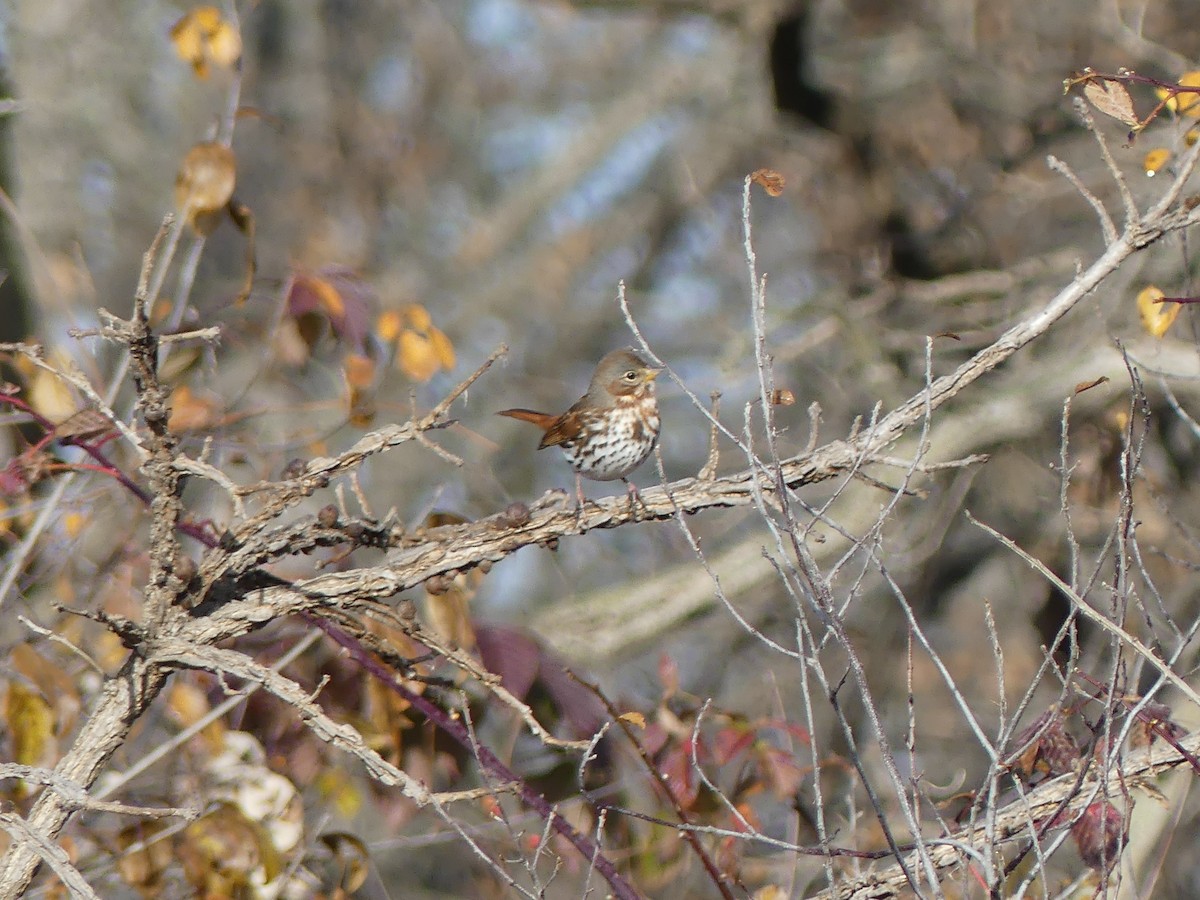 Fox Sparrow (Red) - ML645604738