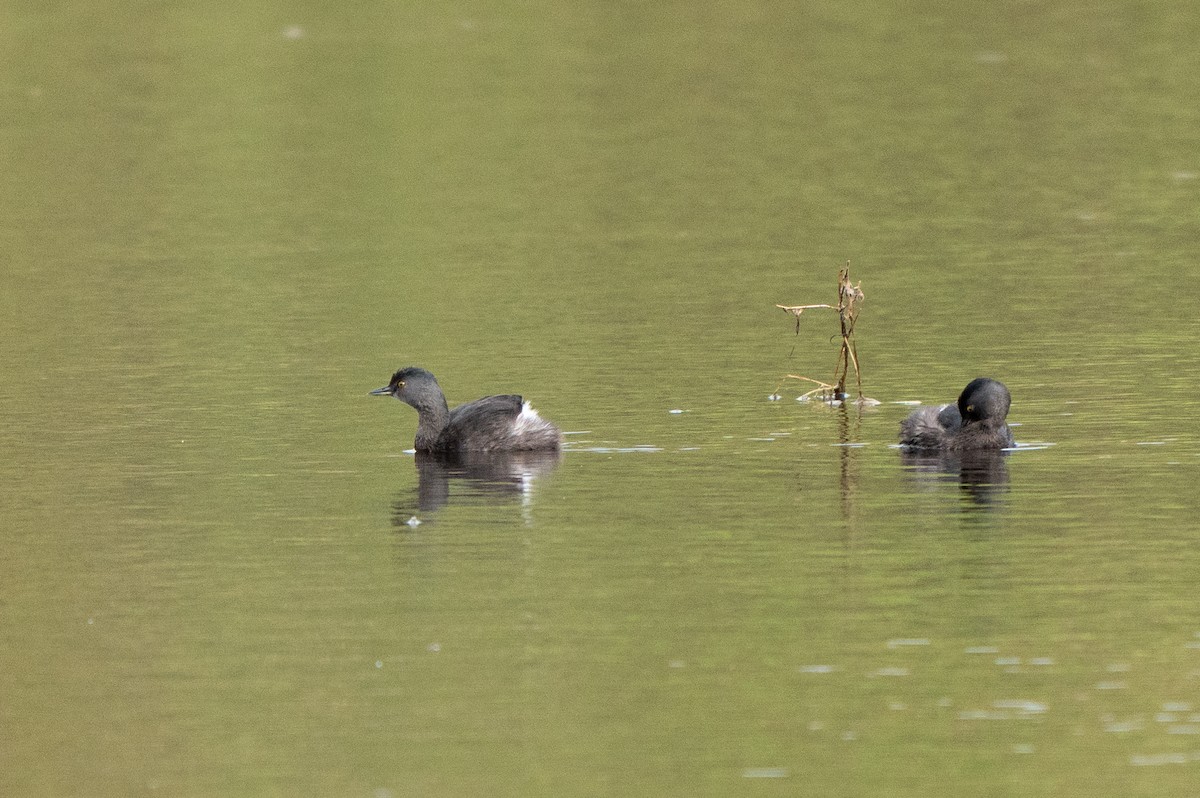 Least Grebe - ML645604739