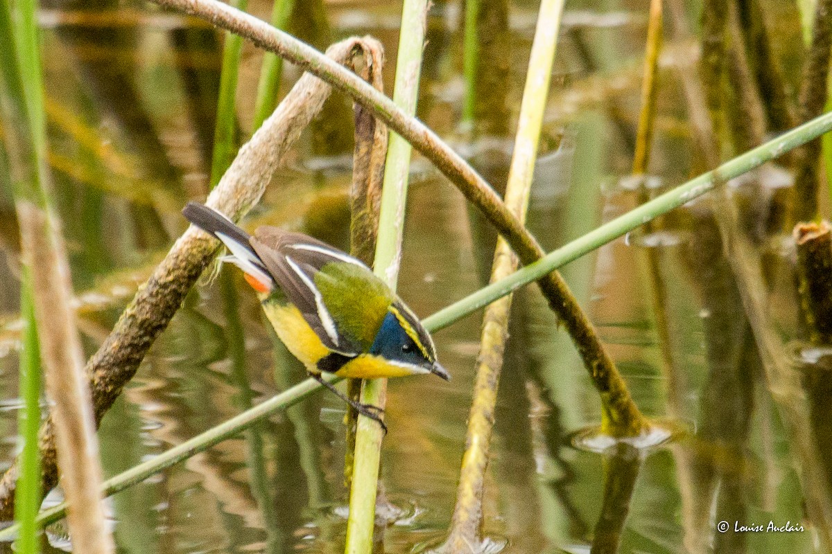 Many-colored Rush Tyrant - ML645604742