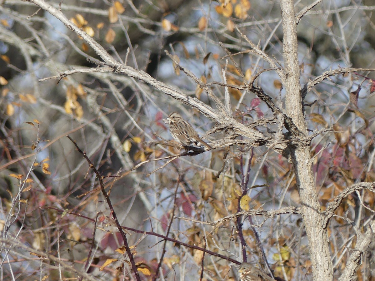 Song Sparrow - ML645604750