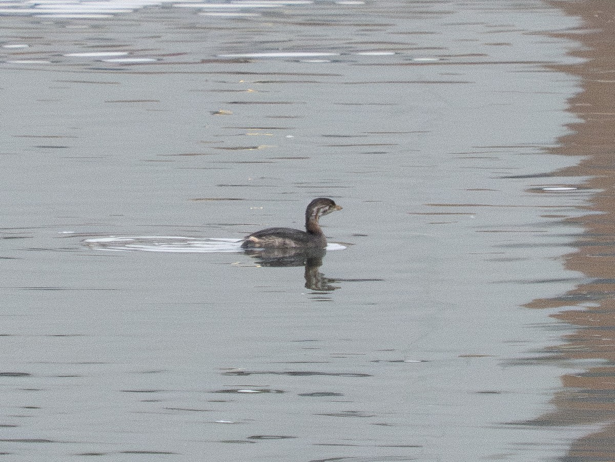 Bindentaucher - ML645604753