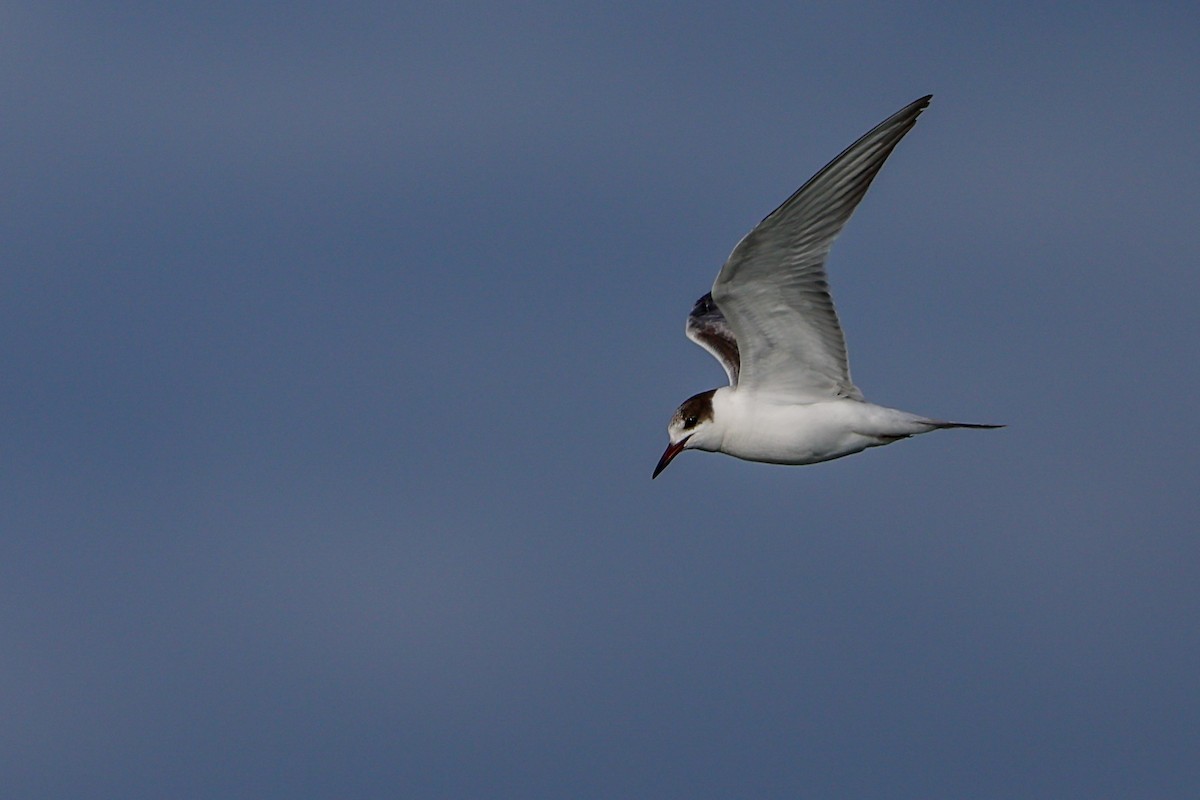 燕鷗 - ML645604756