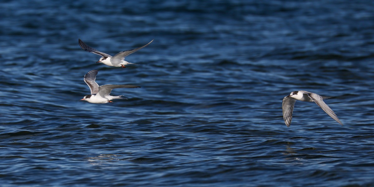 燕鷗 - ML645604757